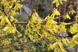 Forsythia europea (1200 x 801)